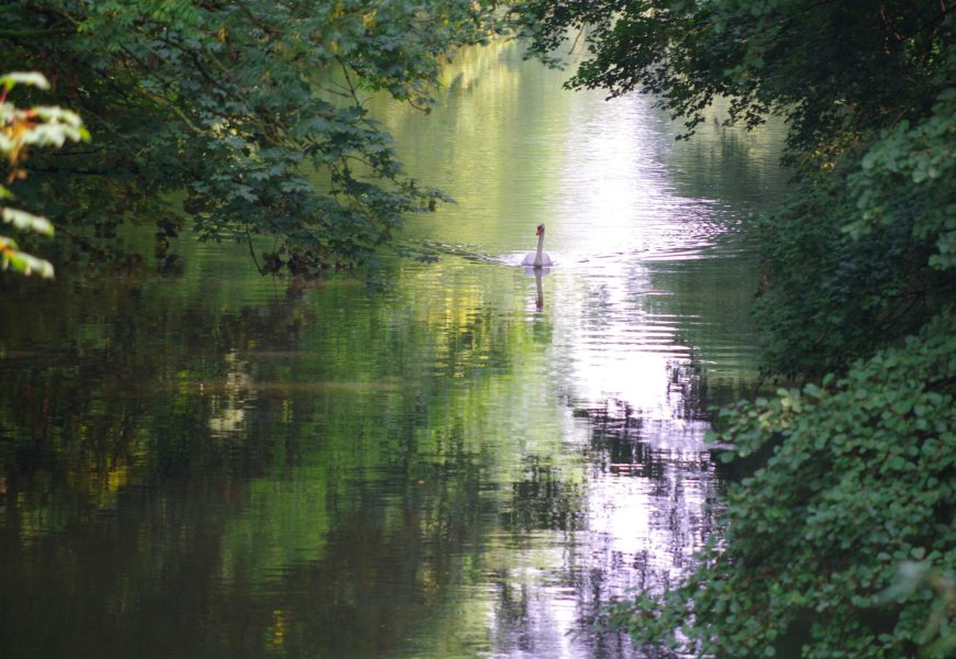 Fischwilderei im Schirnitzbach