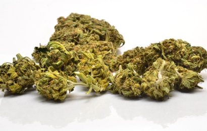 Cannabisdolden