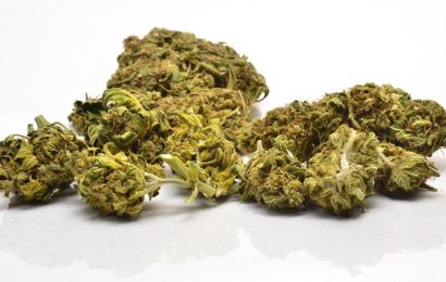 Umgang mit Marihuana in Schwandorf