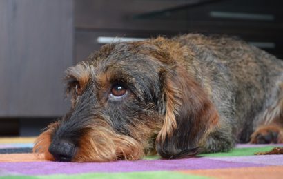 Hund verwahrlost in der Wohnung aufgefunden