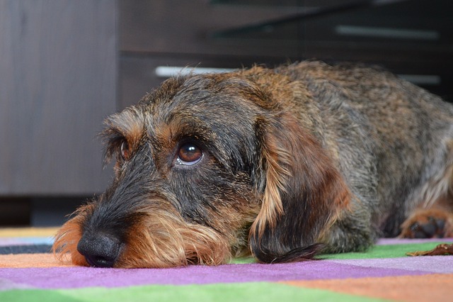 Hund verwahrlost in der Wohnung aufgefunden