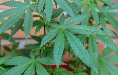 Polizei entdeckt Marihuana-Plantage in Hirschauer Wohnung