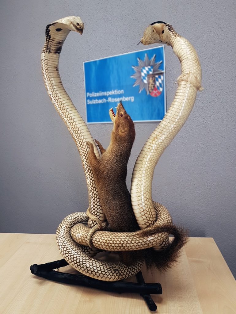 Schlangen gegen Mungo