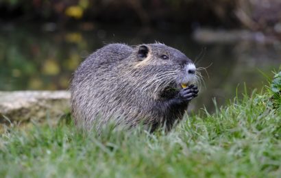 Biber in Schwandorf getötet