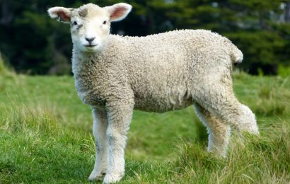 Schaf verwechselt B299 mit der Weide
