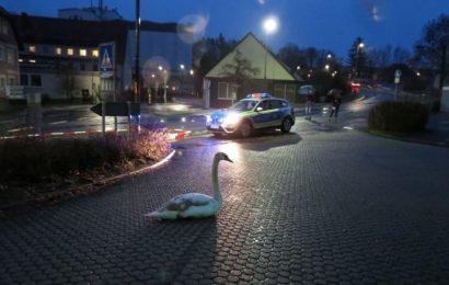 Verletzter Schwan auf dem Schulhof