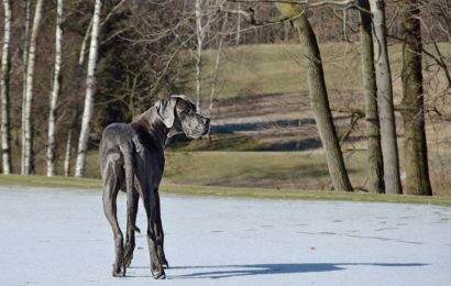 Schwarze Dogge streift Pkw