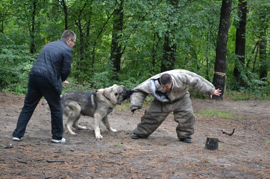 Kampfhund