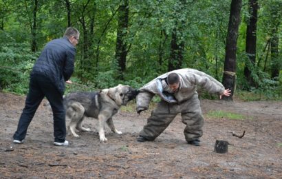 Spaziergang endet mit Hundebiss