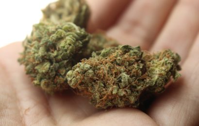 Marihuanageruch überführt Drogenbesitzer
