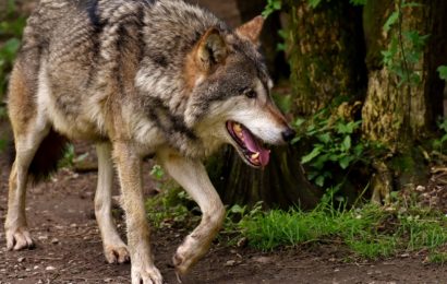 Angebliche Wolfsichtung in Traitsching