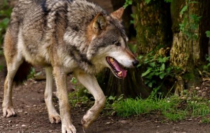 Wolf bei Verkehrsunfall getötet