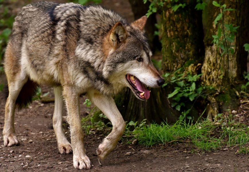 Wolf bei Verkehrsunfall getötet