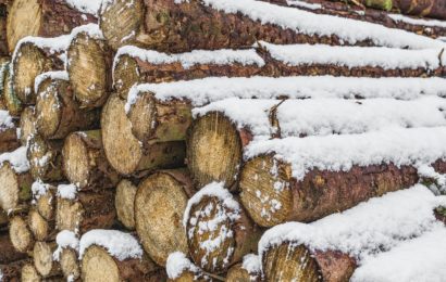 Holzdiebstahl in Erbendorf / Wetzldorf