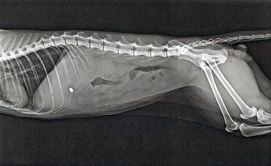 Röntgenbild der Katze