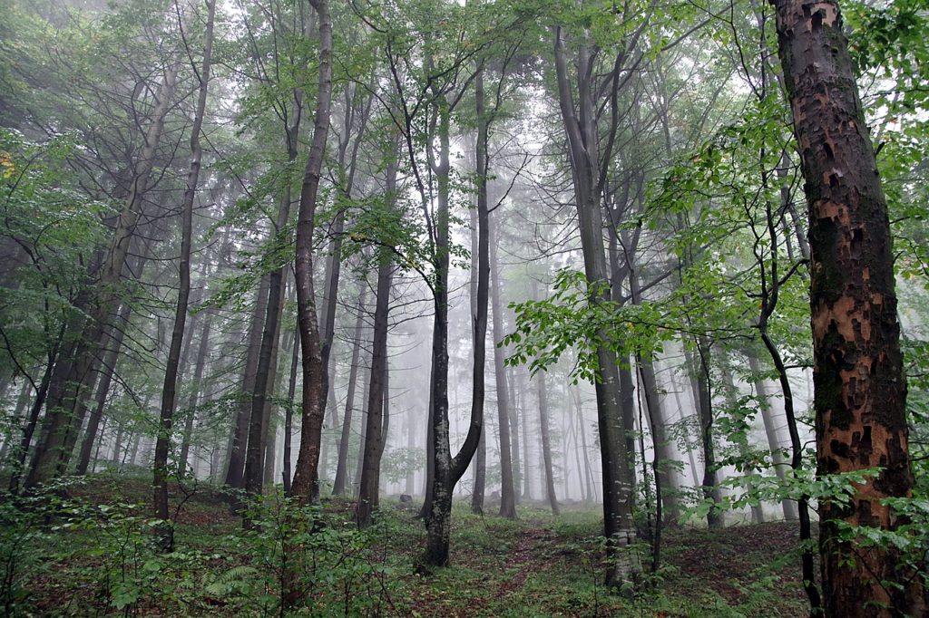 Wald am hang