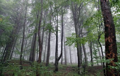 Beim Holzrücken schwer verletzt.