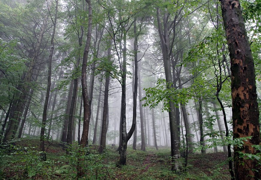 Geschirrspüler im Wald abgeladen