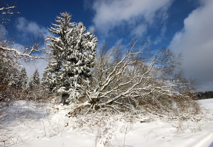 Umgestürzter Baum auf der Staatsstraße 2397