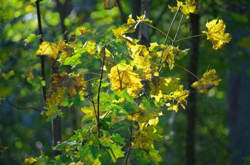 Wald Foto:  (C) www. MagicMemories.de