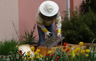 Diebstahl von sogenannten Begattungskästchen für Bienenköniginnen