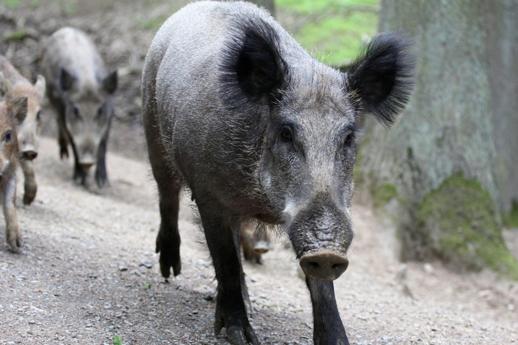 Wildschweine Rotte Familie