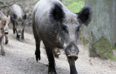 Zusammenstoß mit Wildschweinrotte