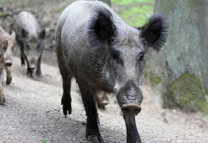 Erneut Wildunfälle im Bereich der Amberger Polizei Erneut Wildunfälle im Bereich der Amberger Polizei