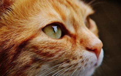 Katzen aus verwahrloster Wohnung befreit