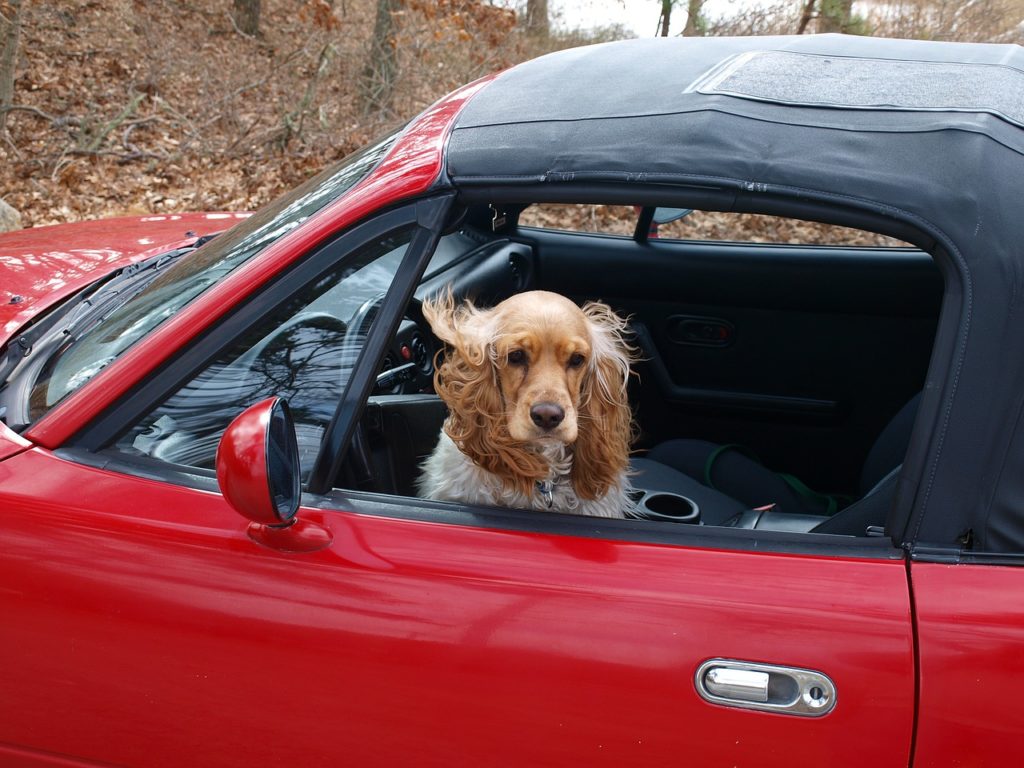 Cocker-Spaniel im Auto (Symbolbild Pixabay)