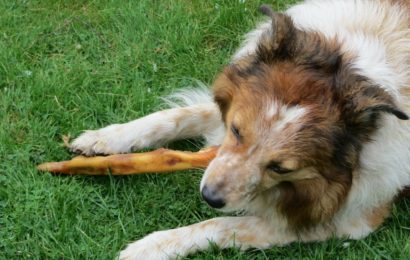 Fußgängerin von Hund gebissen