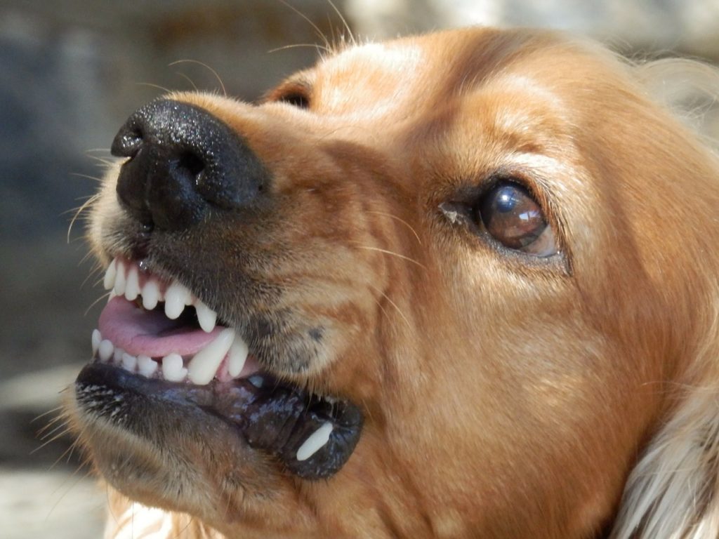 Bissiger Hund (Symbolbild Pixabay)