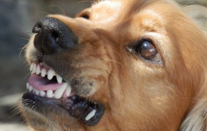 Hund beißt Mann in die Hand