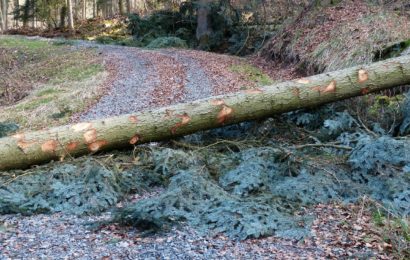 Vom Baum getroffen