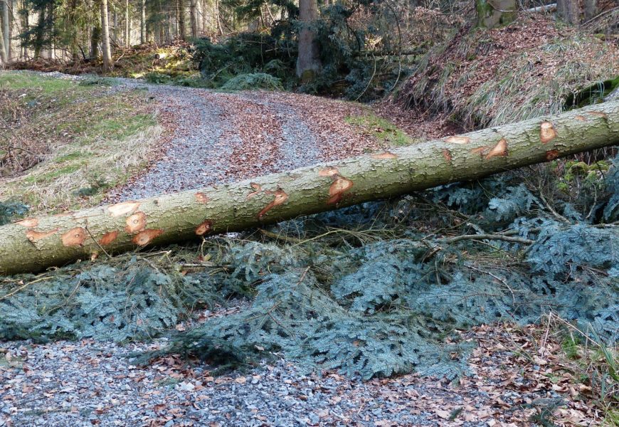 Vom Baum getroffen