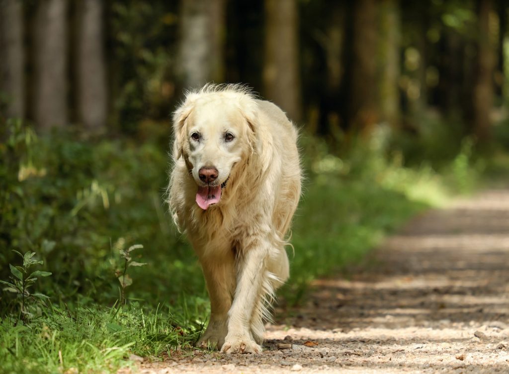 Golden Retriever