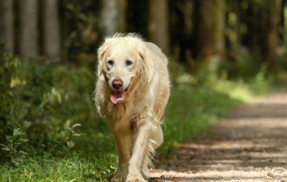 Hund von Pkw erfasst