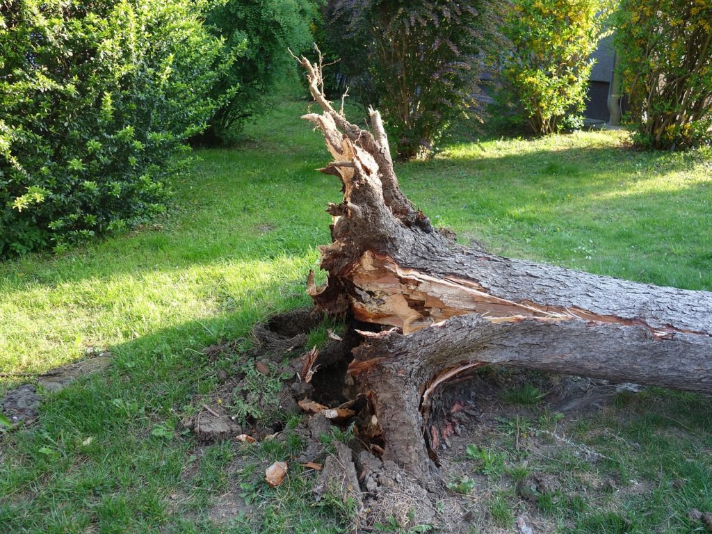 Windbruch / umgestürzter Baum Symbolbild: Pixabay