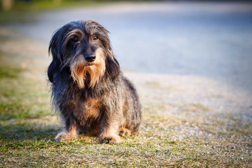 Hund, Rauhaardackel Symbolbild Pixabay)