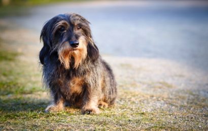 Radltour endet mit Biss im Krankenhaus