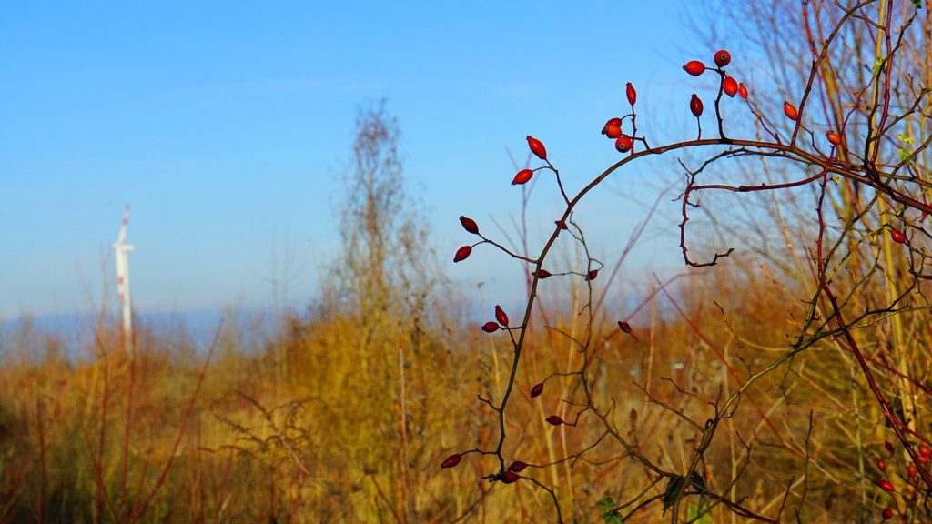 Gebüsch (Symbolbild Pixabay)