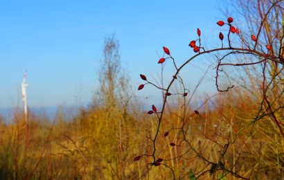 Ab in die Büsche