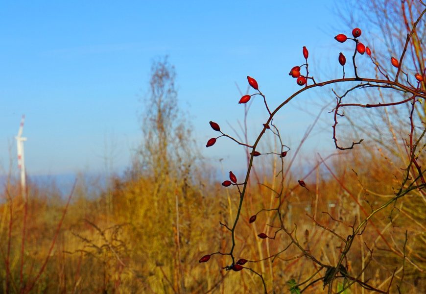 Ab in die Büsche