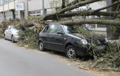 Umstürzender Baum beschädigt zwei fahrende Pkw
