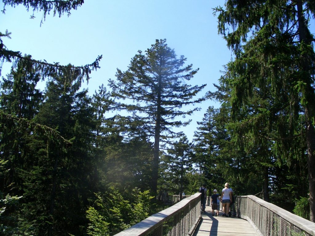 Baumwipfelpfad im Bayerischen Wald (Foto: Pixabay)