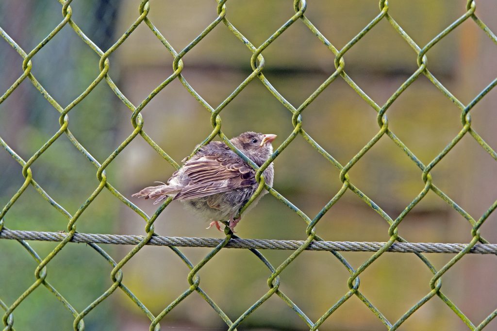 Maschendrahtzaun Sperling