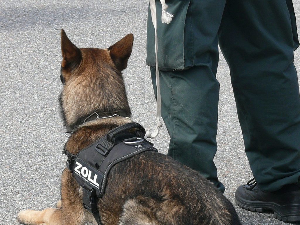 Spürhund des Zolls Bild: Bundesfinanzverwaltung