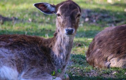 Wildunfall zu spät gemeldet