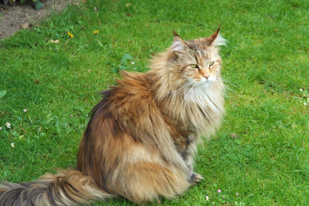 Waldkatze (Quelle: Pixabay)