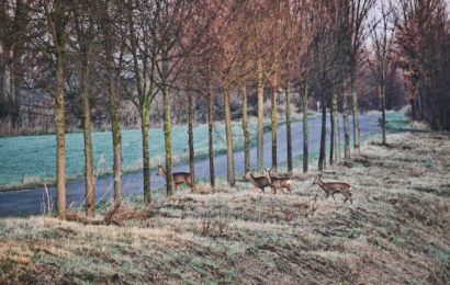 Zahlreiche Wildunfälle im Landkreis Amberg-Sulzbach